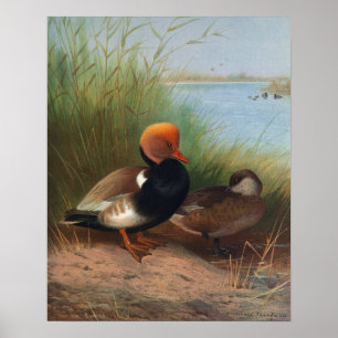 Poster Pato-de-crista (1913)