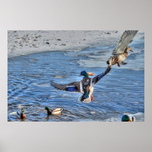 Poster Pato de Flying Mallard e Foto de Drake Wildlife (Frente)