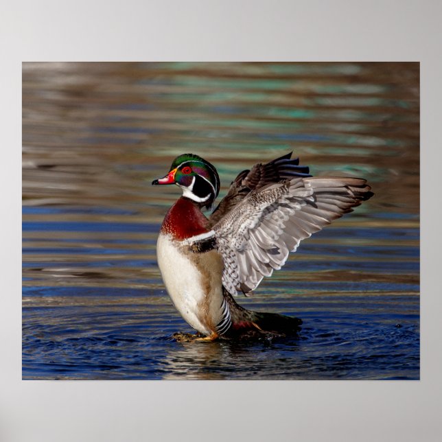 Póster Pato de madeira 20x16 (Frente)