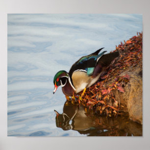 Póster Pato de madeira em terra