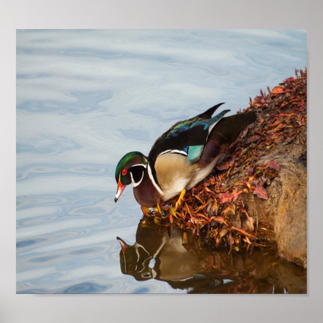 Póster Pato de madeira em terra (Frente)