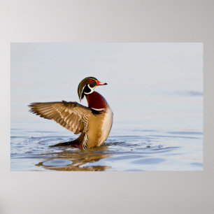 Póster Pato-de-madeira macho batendo as asas em área úmid