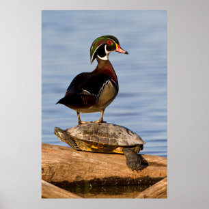 Póster Pato-de-madeira macho em pé sobre um Slider-de-ouv