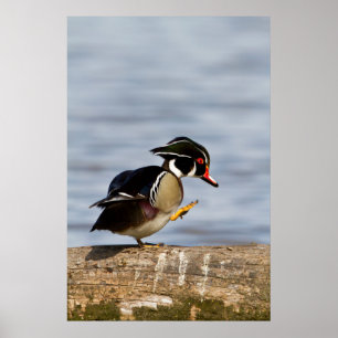 Póster Pato-de-madeira sobre tronco em área úmida