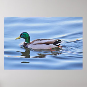 Poster Pato de Mallard