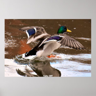 Poster Pato de Mallard