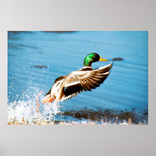 Poster Pato de Mallard