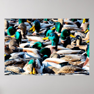 Poster Pato de Mallard