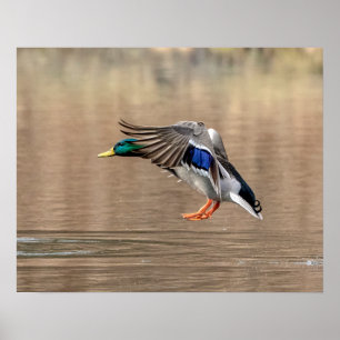 Poster Pato de Mallard 20x16 em voo