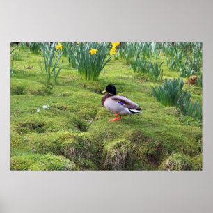 Poster Pato de Mallard na margem de um rio