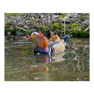 Póster Pato-de-mandarim
