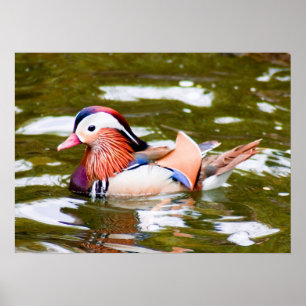 Poster Pato de mandarino