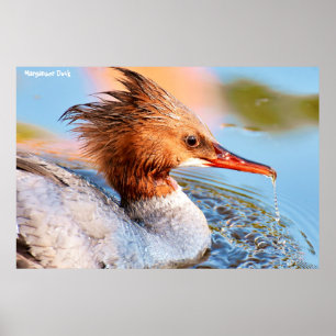 Poster Pato-de-marganser