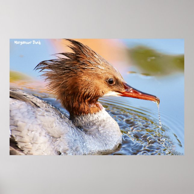 Poster Pato-de-marganser (Frente)