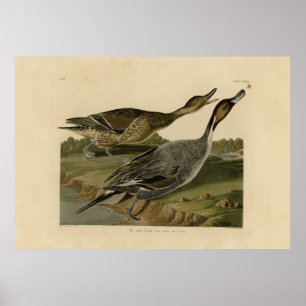Poster Pato de pino - das Aves da América de Audubon