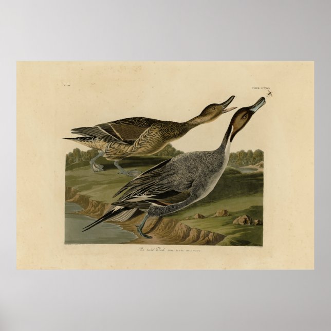 Poster Pato de pino - das Aves da América de Audubon (Frente)