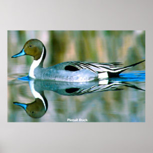 Poster Pato de Pintail