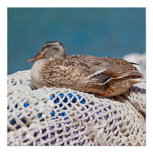 Póster Pato Descansado