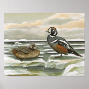 Poster Pato do Harlequin