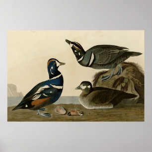 Póster Pato do Harlequin