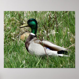 Poster Pato Drake Greenhead do pato selvagem B55 na grama
