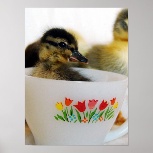 Póster Pato em um Teacup (Frente)