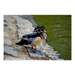 Póster Pato floresta beleza passarinho natureza vida selv