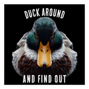 Póster Pato Irritado diz Pato ao Redor e Descubra