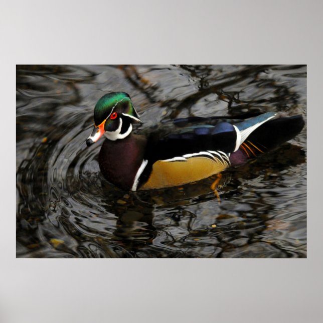Poster Pato Madeira Macho em Crystal Springs Rhododendron (Frente)