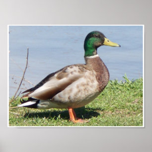 Poster Pato Male Mallard