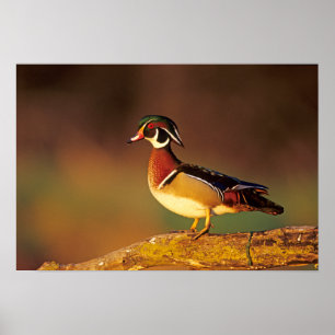 Póster Pato-mandarim macho, Illinois