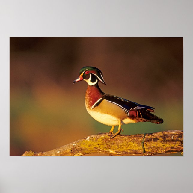 Póster Pato-mandarim macho, Illinois (Frente)