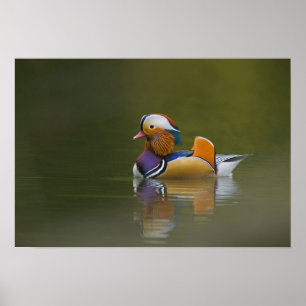 Póster Pato mandarim selvagem (Aix galericulata) no escur