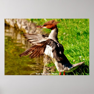 Poster Pato Meganser