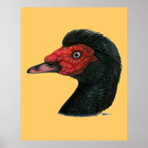 Poster Pato:  Muscovy Head