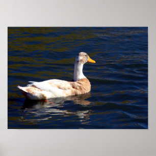 Póster Pato Na Água