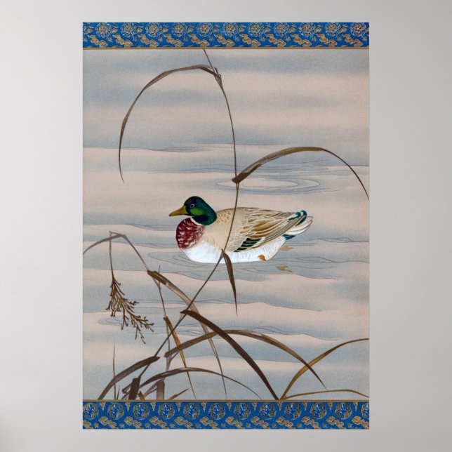 Poster Pato Nadando no lago (Frente)