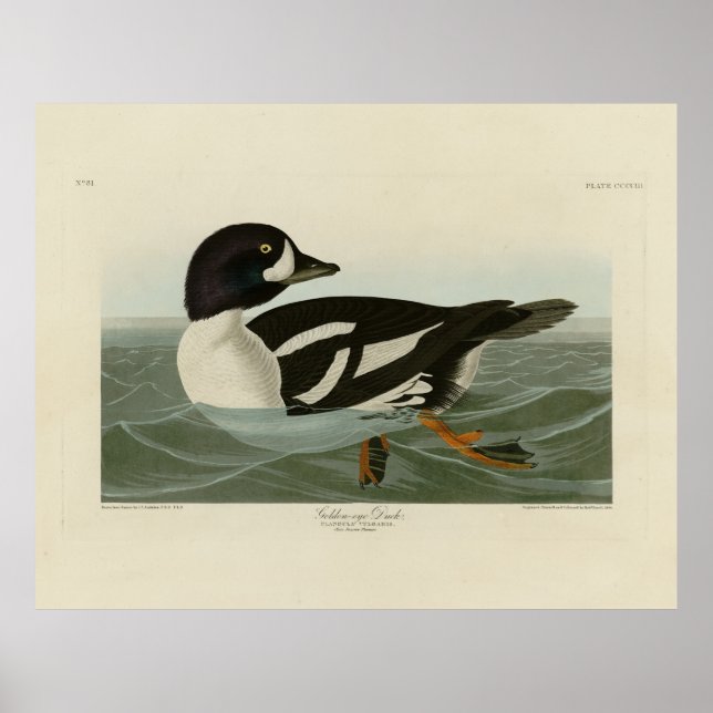 Poster Pato-ouro das Aves da América de Audubon (Frente)