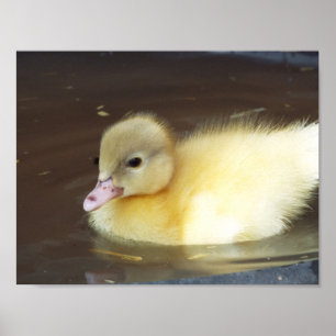 Poster Pato pequeno