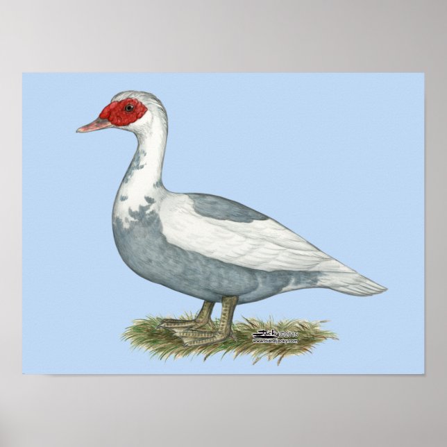 Poster Pato-Pico Azul Muscovy (Frente)