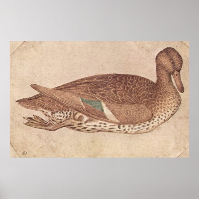 Poster Pato - Pisanello - c1440 (Frente)