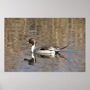 Poster Pato Rabo-de-Palha Nadan Em Um Lago