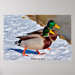 Poster Pato-real