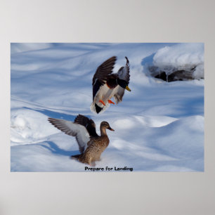 Poster Pato-real