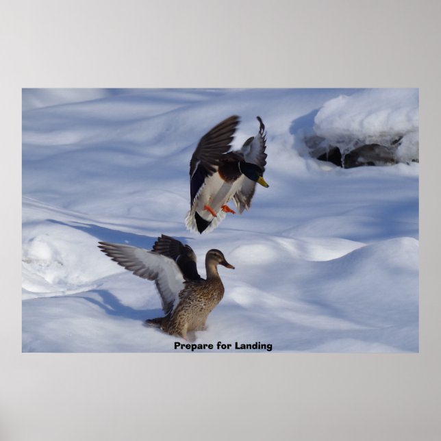 Poster Pato-real (Frente)