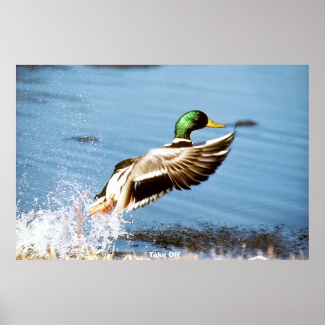 Poster Pato-real (Frente)