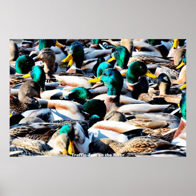 Poster Pato-real (Frente)