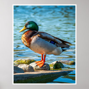 Poster Pato-real Macho Empoleirado em Pedras à Beira de L
