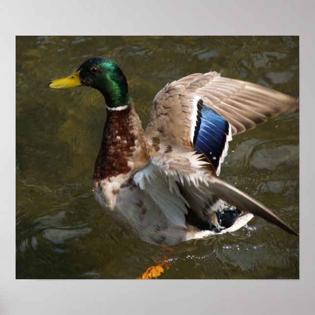 Póster pato-real prestes a voar Canvas Print (Frente)