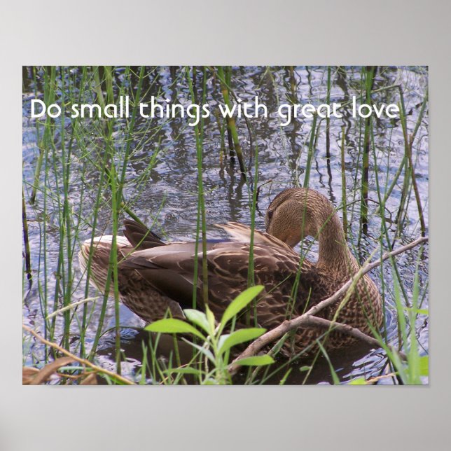 Póster Pato se arrumando entre os juncos (Frente)